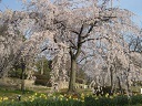桜2.jpg