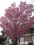 陽光桜 小.jpg